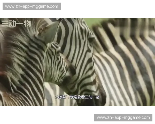 工业界的“斑马”图腾：泽布拉vs群雄，谁才是数字化时代的效率终解？